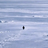 PENGUIN logo